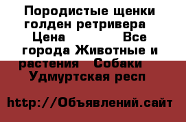 Породистые щенки голден ретривера › Цена ­ 25 000 - Все города Животные и растения » Собаки   . Удмуртская респ.